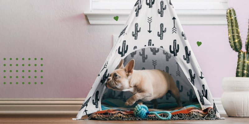 Compromisos para adoptar un perro 
